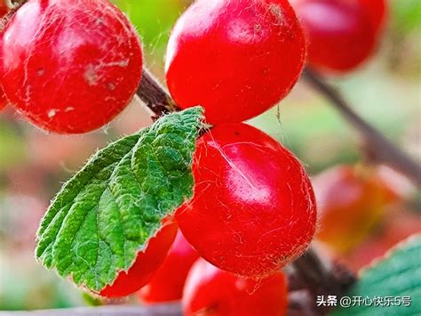 The hairy cherry is red - iMedia