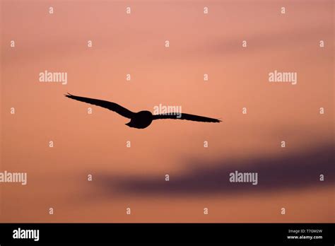 Owl flying silhouette hi-res stock photography and images - Alamy