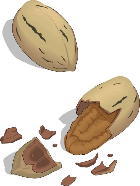 nut cliparts   nut cliparts png images  cliparts