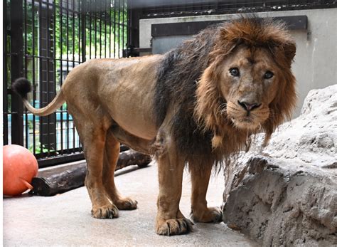 野毛山動物園 インドライオンの｢ラージャー｣が天国へ 国内飼育はズーラシアのみに | 青葉区 | タウンニュース