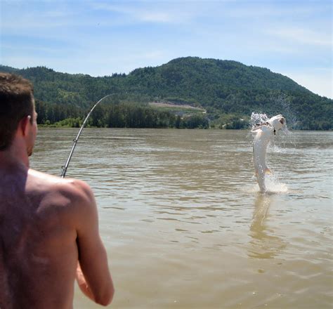 Fraser River Fishing Holidays - Silversides Fishing