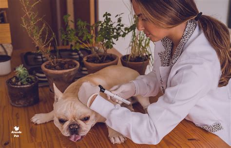 Veterinária A Domicílio - Atende Pet - Veterinário em Domicílio - Agende sua consulta
