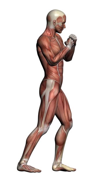 Human Anatomy Male Muscle, And Painting Full, Men, Healthcare And ...