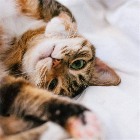 CATsNAP – Champaign Area Trap Spay Neuter and Adoption Program