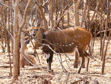 Chobe bushbuck hunting in Zimbabwe - BookYourHunt.com