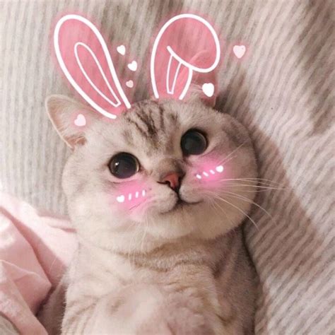 Danh sách 300+ ảnh mèo cute màu hồng đáng yêu và dễ thương