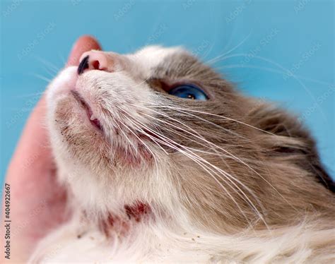 Allergic skin diseases in domestic cats. cat's wound from dermatitis ...