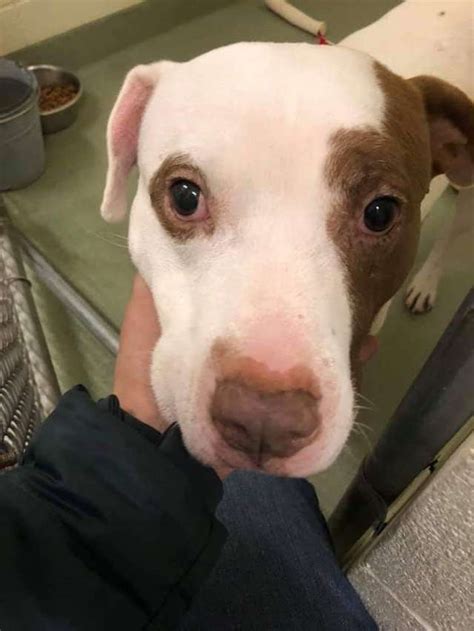 Heartbroken dog was left in the shelter all alone, but fate has ...