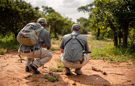 kapama bush walks guided walking safaris   wild