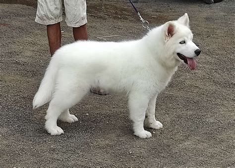 white husky