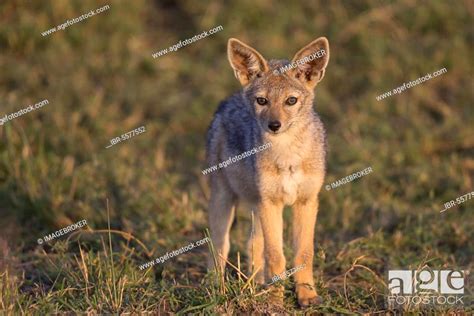 Black-backed jackals (Canis mesomelas), jackal, jackals, dog-like ...