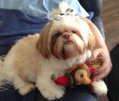 What To Expect From A Shih Tzu Puppy at Vaughn Gurule blog