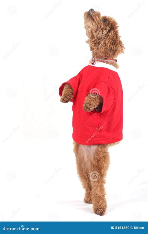 Poodle stock photo. Image of adorable, mammal, groomed - 5151350