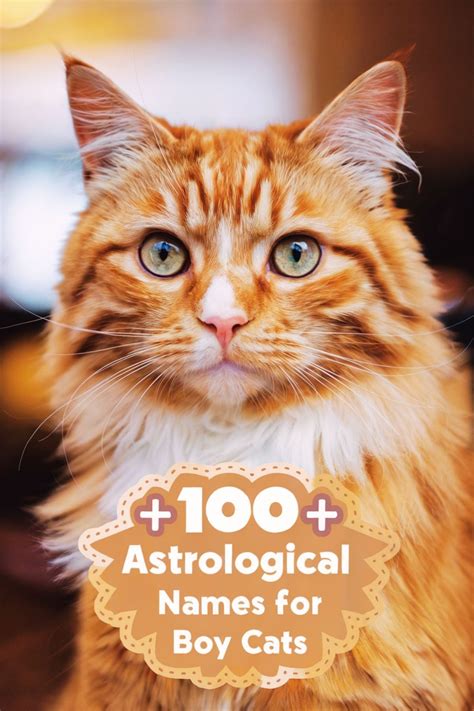 180 Best Boy Cat Names ideas in 2025 | boy cat names, boy cat, cat names