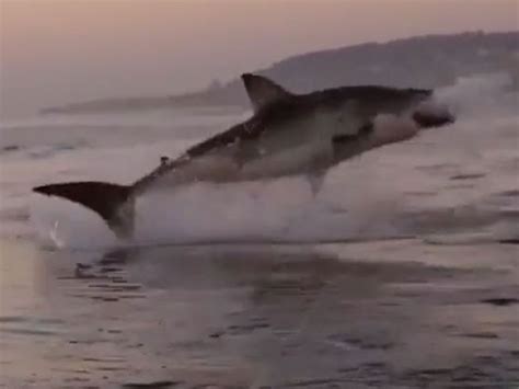 As absorbing a scene from Jaws? Watch the super slo-mo picture of this ...