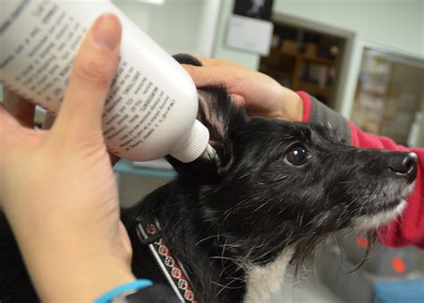 Cleaning A Rabbit's Ears Can Be A Delicate Task, But It's Essential For Their Health And Comfort. Here's A Step-By-Step Guide To Help You Do It Safely And Effectively.