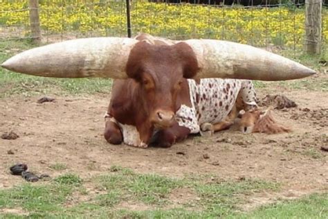 Top 10 Strange, Rare and Unusual Breeds of Cow