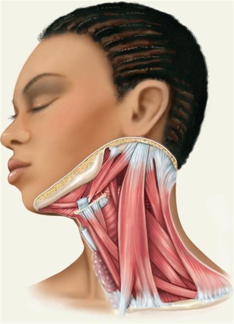 lateral neck muscles diagram quizlet