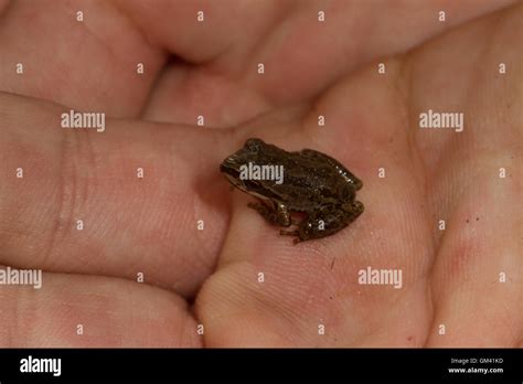 Baby frog in hand. California usa Stock Photo - Alamy