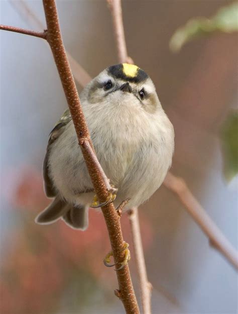 golden crowned kinglet rpics