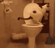 Cat Toilet GIFs | Tenor