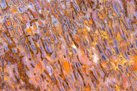 dinosaur bone closeup stock photo adobe stock