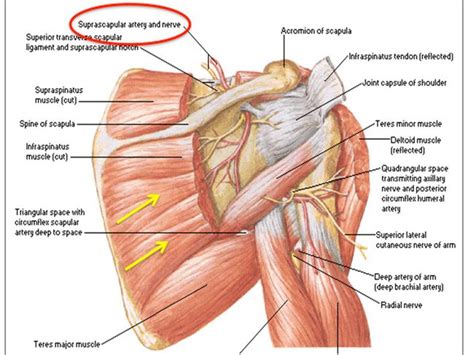 Anatomy Of Scapula - Anatomy Reading Source