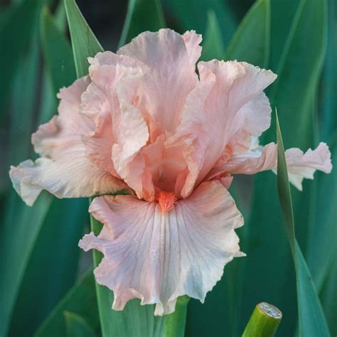 Bearded Iris for Sale- Shop Iris Germanica Bulbs - Longfield Gardens