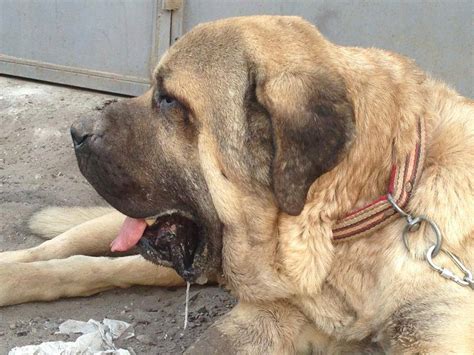 TURKISH SHEPHERD DOG MALAKLI - Alianz Federation