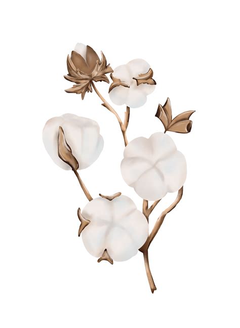 Free Cotton flower sprig branch, botanical rustic cotton boll for