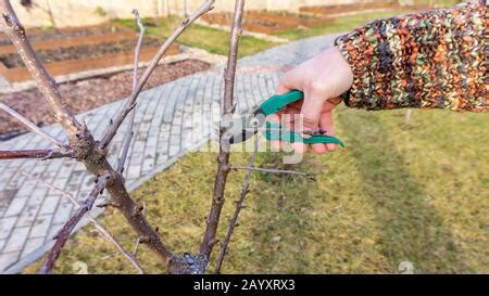 Sweet cherry tree, pruning Stock Photo - Alamy