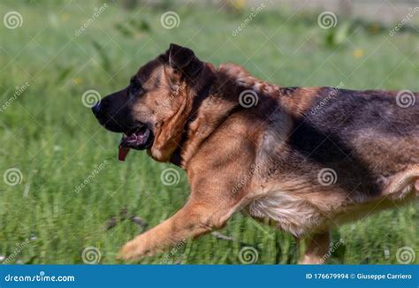 photograph   large  breed dog running   lawn stock photo