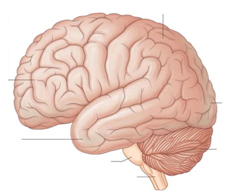 brain lateral diagram quizlet