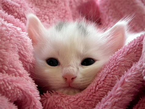 Mais de 500 imagens grátis de Gatos Fofos e Animal - Pixabay