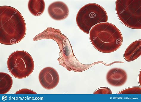 Life Cycle of Trypanosoma cruzi in Human Host