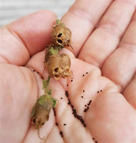 Best Way for Collecting Snapdragon Seeds! - Plants Craze