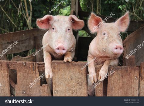 Two Pigs Farm Stock Photo 1765301738 | Shutterstock