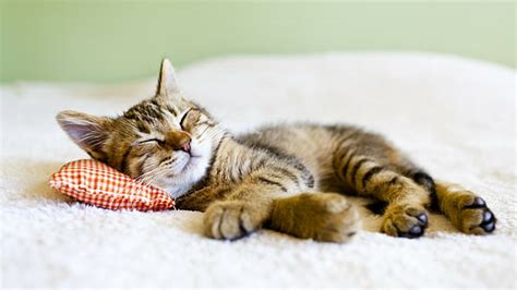 hd wallpaper cute  cat kitten wallpaper flare