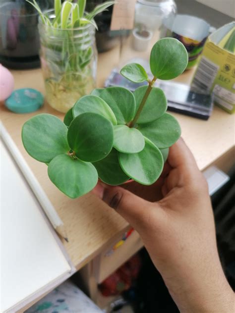 My neighbors are having a debate as to what plant this is.... I wonder