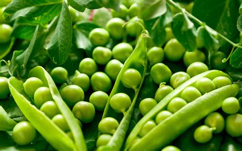 Download Food Pea HD Wallpaper