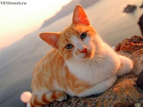 Гладкошерстные кошки: названия, фото, описание (50 пород) | Exotic cat ...