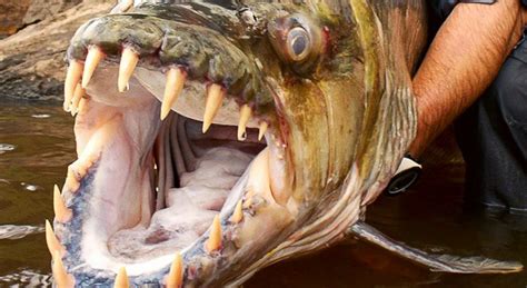 The Mighty Goliath Tigerfish: Taking Down Crocodiles - Illuzone