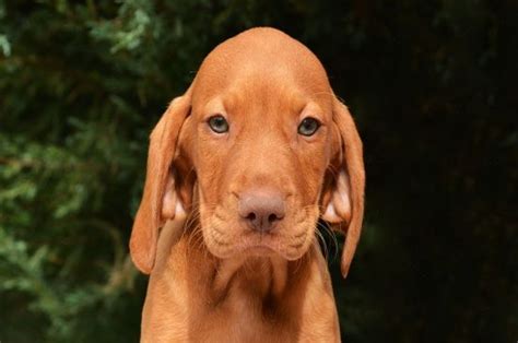 Hungarian Vizsla Puppies Breed information & Puppies for Sale