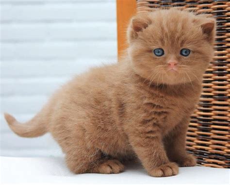 nama anak kucing warna kuning
