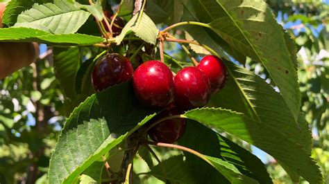 Sweet cherry picking underway in Door County | WLUK