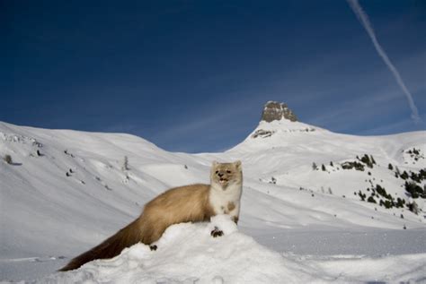 Wild animals in the snow Stock Photo 02 free download