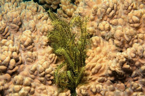 Crinoidea | François Michonneau