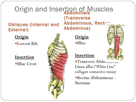 Origin and insertion of major muscles & fibre