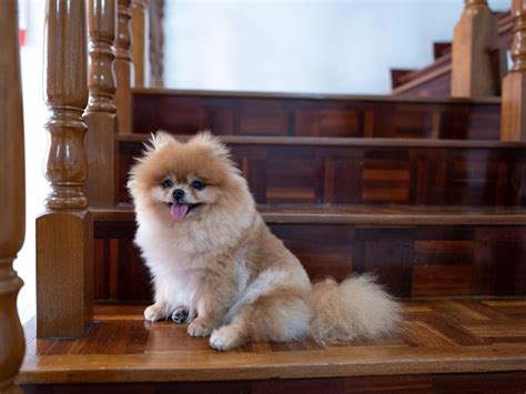 What Breeds Make A Pomeranian