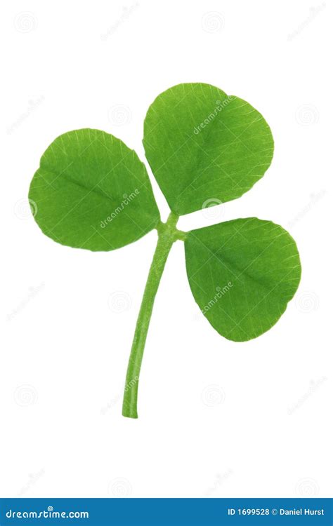 leaf clover  green leprechaun hat royalty  stock image